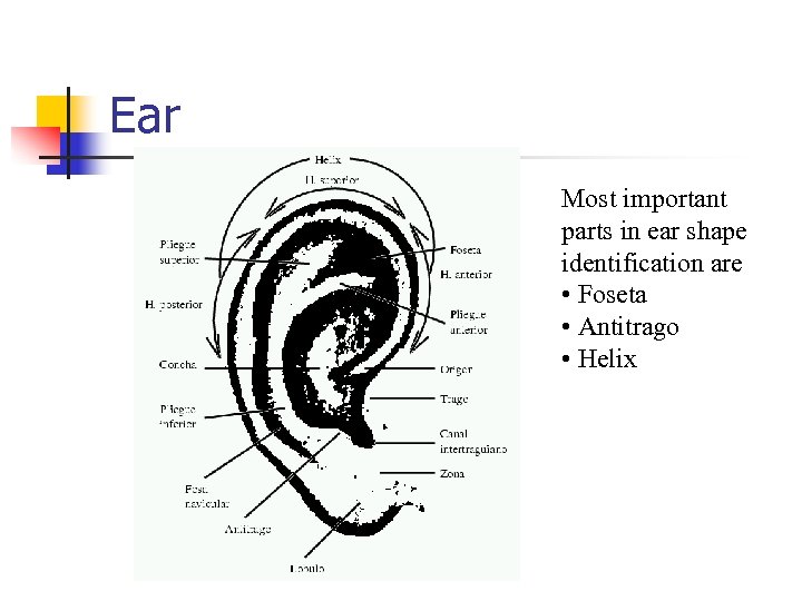 Ear Most important parts in ear shape identification are • Foseta • Antitrago •