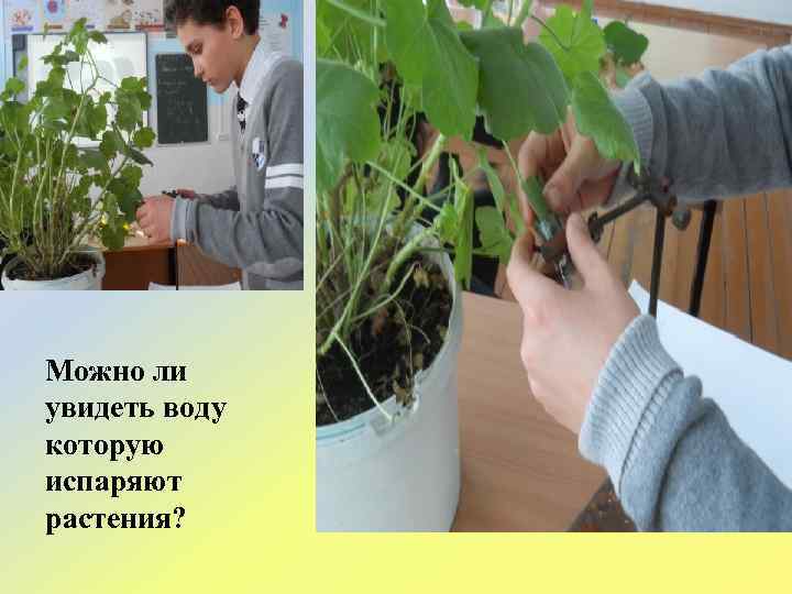 Можно ли увидеть воду которую испаряют растения? 