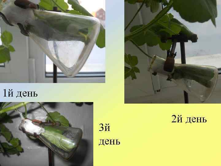 1 й день 3 й день 2 й день 