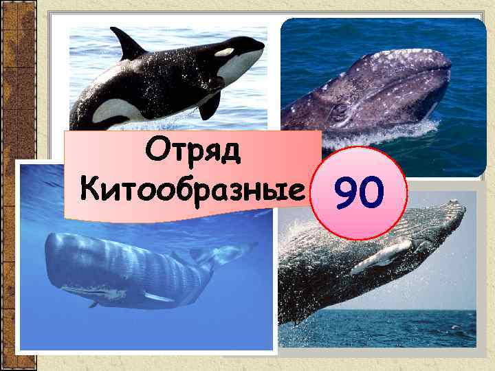 Отряд Китообразные 90 