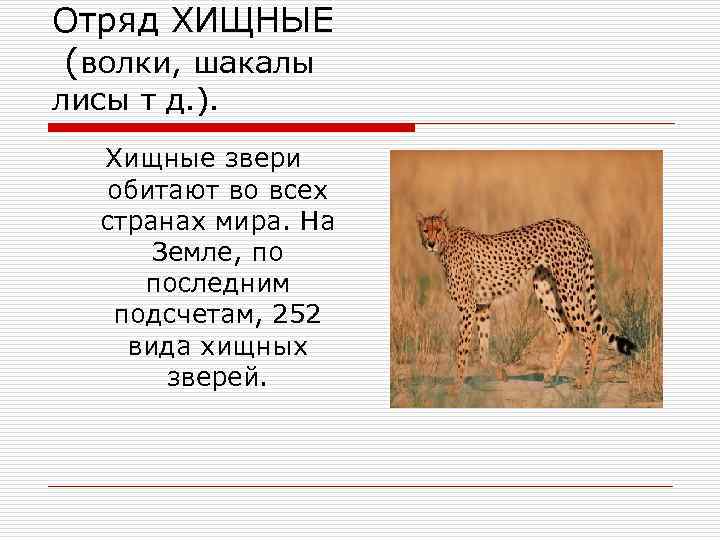 Отряд ХИЩНЫЕ (волки, шакалы лисы т д. ). Хищные звери обитают во всех странах