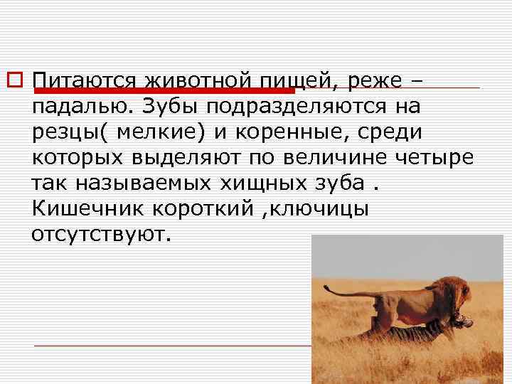 o Питаются животной пищей, реже – падалью. Зубы подразделяются на резцы( мелкие) и коренные,