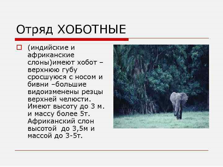 Отряд ХОБОТНЫЕ o (индийские и африканские слоны)имеют хобот – верхнюю губу сросшуюся с носом