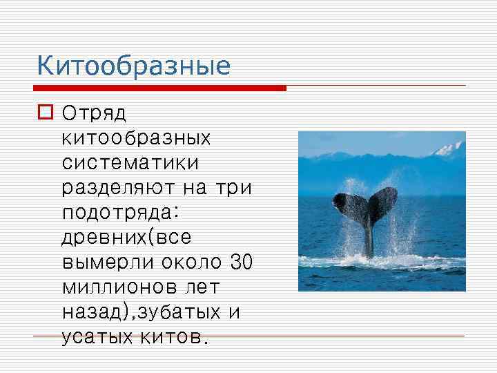Китообразные o Отряд китообразных систематики разделяют на три подотряда: древних(все вымерли около 30 миллионов