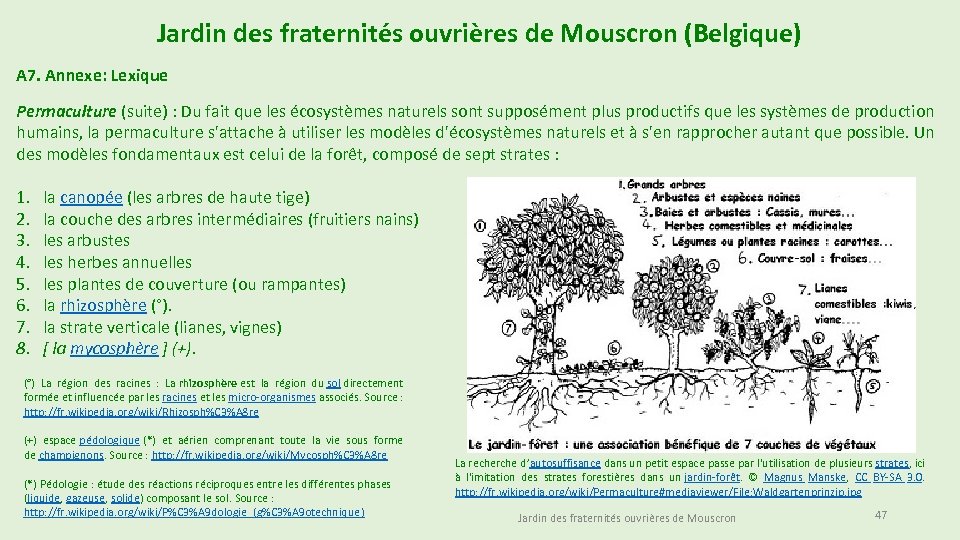 Jardin des fraternités ouvrières de Mouscron (Belgique) A 7. Annexe: Lexique Permaculture (suite) :