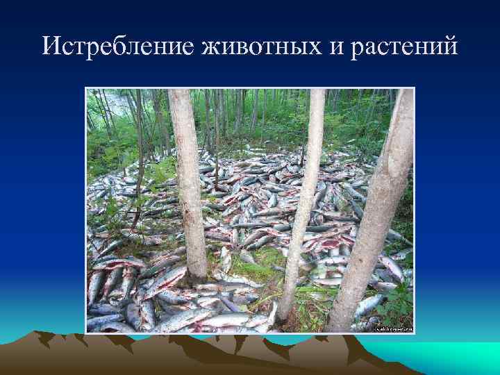 Истребление животных и растений 