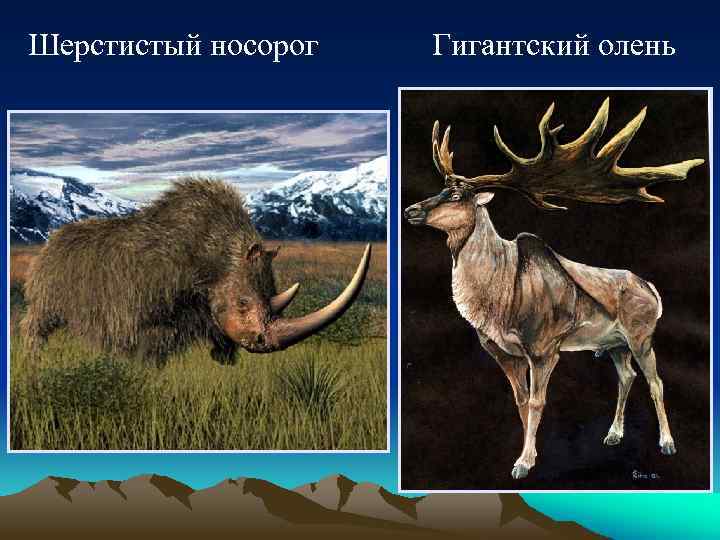 Шерстистый носорог Гигантский олень 