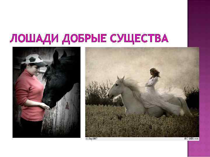 ЛОШАДИ ДОБРЫЕ СУЩЕСТВА 