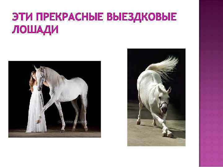 ЭТИ ПРЕКРАСНЫЕ ВЫЕЗДКОВЫЕ ЛОШАДИ 
