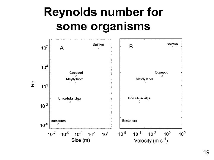 Reynolds number for some organisms 19 