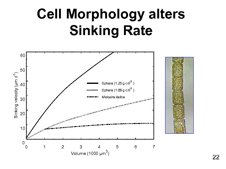 Cell Morphology alters Sinking Rate Sinking velocity (µm s-1) 60 50 -3 Sphere (1.