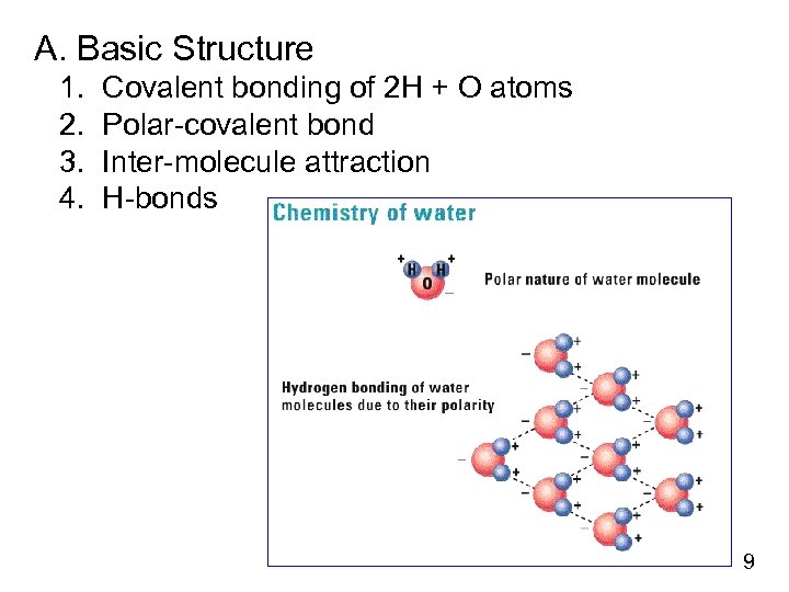A. Basic Structure 1. 2. 3. 4. Covalent bonding of 2 H + O