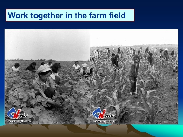 Work together in the farm field 