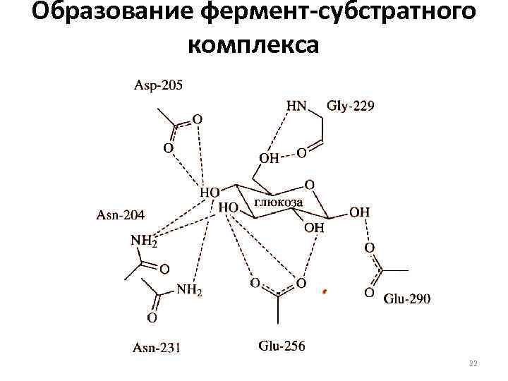 Схема работы фермента