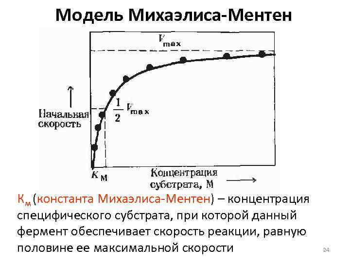 Модель Михаэлиса-Ментен Км (константа Михаэлиса-Ментен) – концентрация специфического субстрата, при которой данный фермент обеспечивает