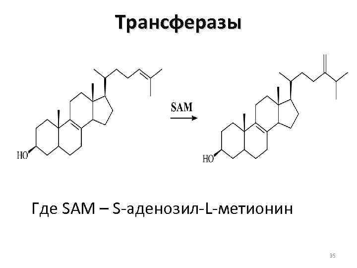 Трансферазы Где SAM – S-аденозил-L-метионин 35 