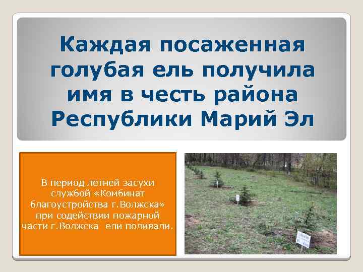 Каждая посаженная голубая ель получила имя в честь района Республики Марий Эл В период