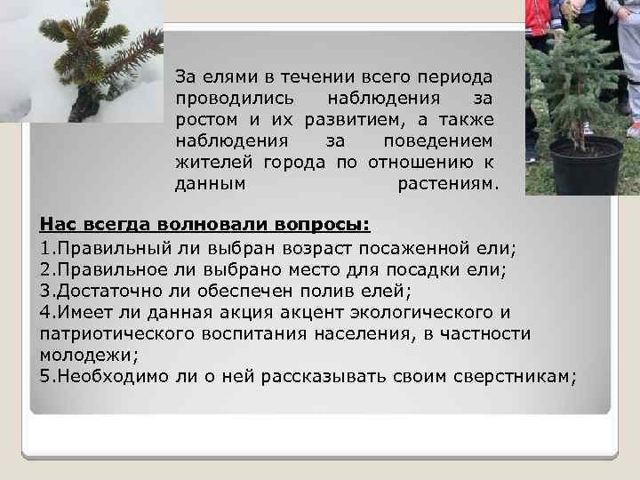 За елями в течении всего периода проводились наблюдения за ростом и их развитием, а