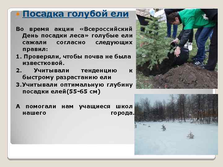  Посадка голубой ели Во время акции «Всероссийский День посадки леса» голубые ели сажали