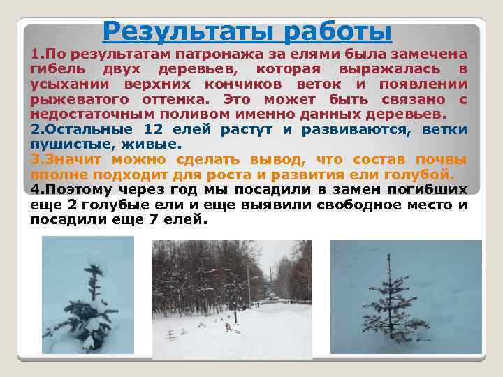 Результаты работы 1. По результатам патронажа за елями была замечена гибель двух деревьев, которая