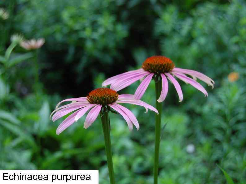 Echinacea purpurea 