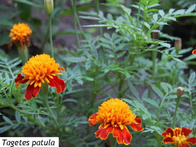 Tagetes patula 