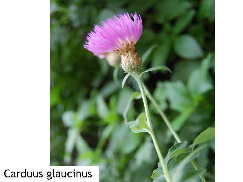 Carduus glaucinus 