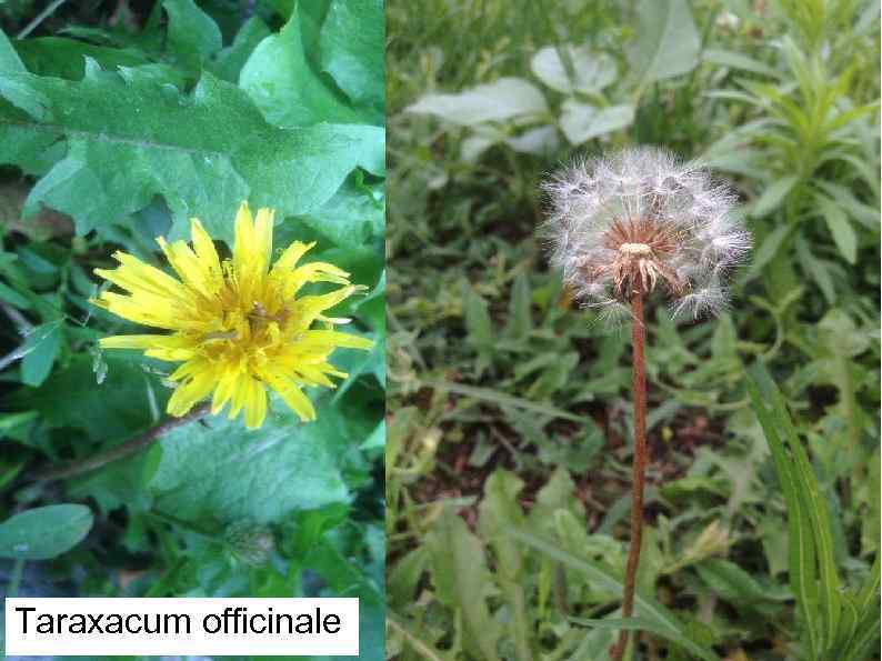 Taraxacum officinale 