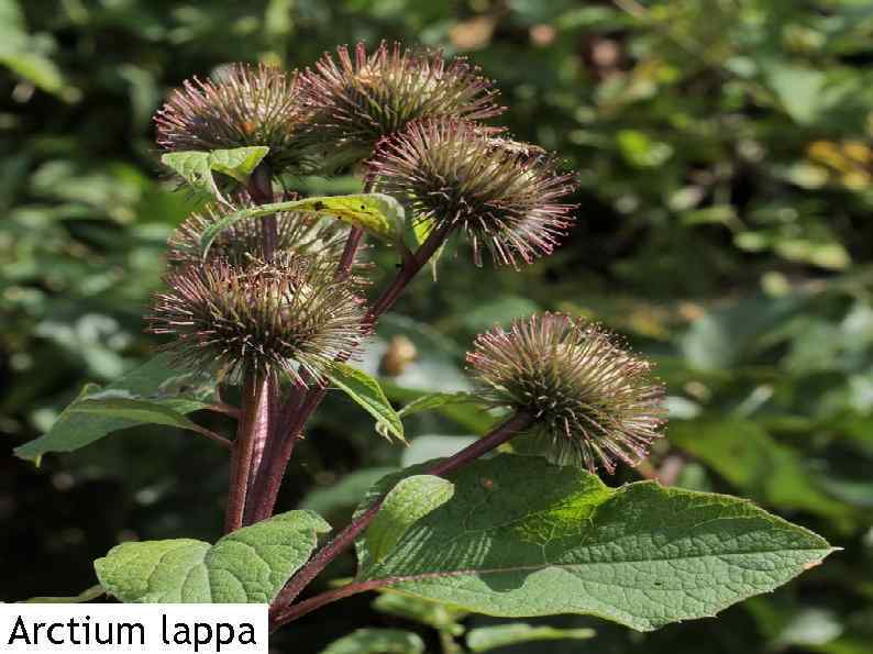 Arctium lappa 