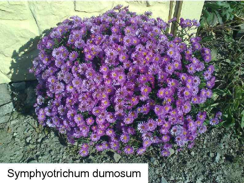 Symphyotrichum dumosum 