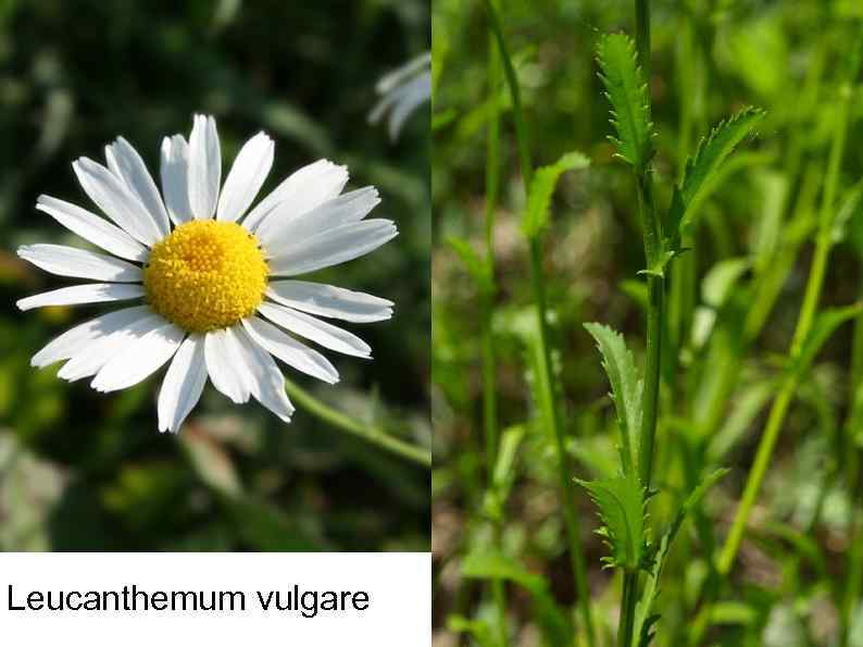 Leucanthemum vulgare 