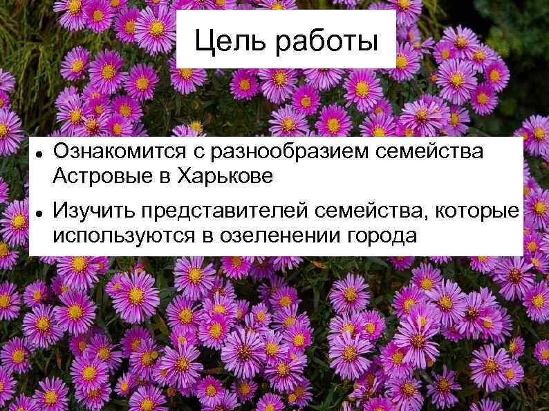 Цель работы Ознакомится с разнообразием семейства Астровые в Харькове Изучить представителей семейства, которые используются