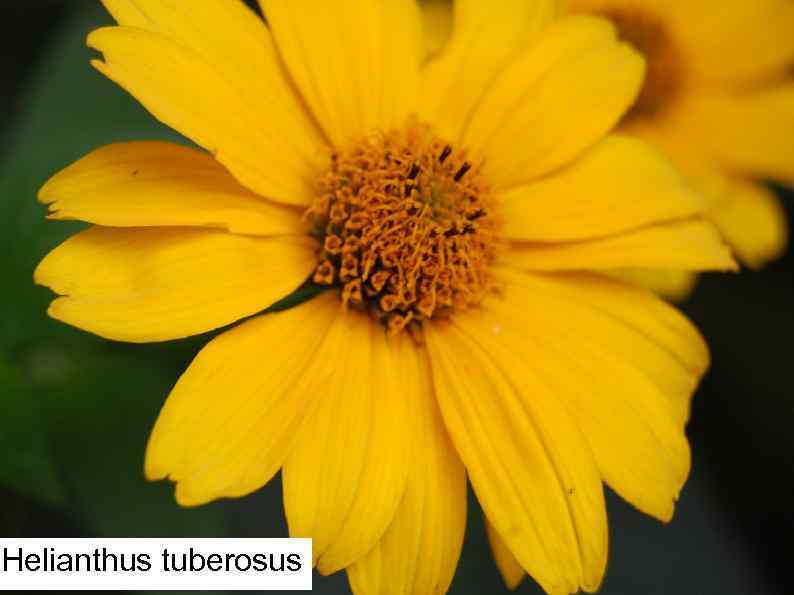 Helianthus tuberosus 