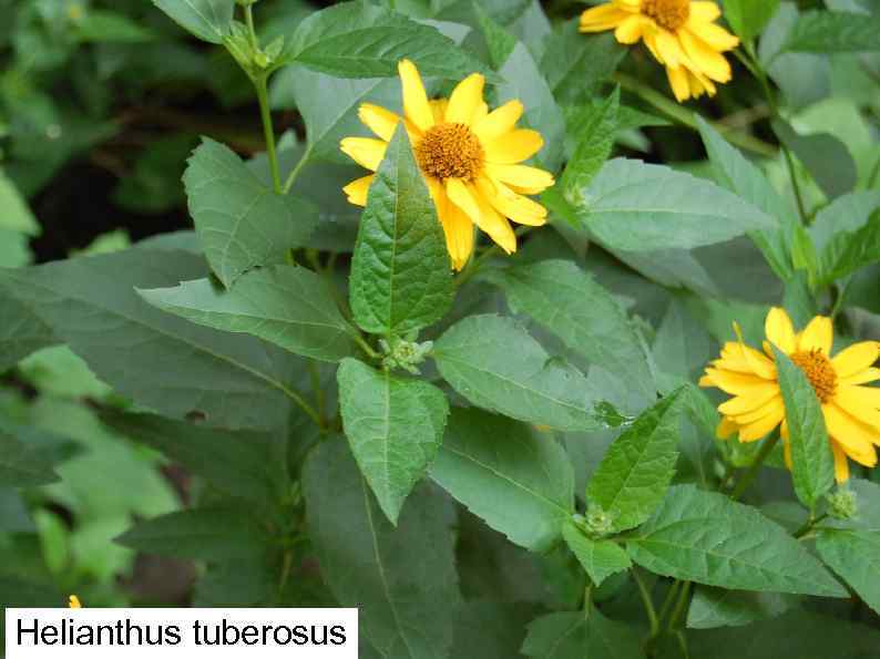 Helianthus tuberosus 