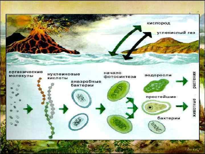 Первые живые организмы развивались в воде, которая защищала от губительного воздействия ультрафиолетовых лучей. Кислород,