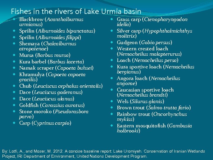 Fishes in the rivers of Lake Urmia basin Blackbrow (Acanthalburnus urmianus) Sprilin (Alburnoides bipunctatus)