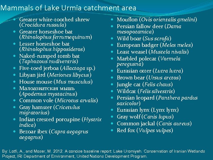 Mammals of Lake Urmia catchment area Greater white-toothed shrew (Crocidura russula) Greater horseshoe bat