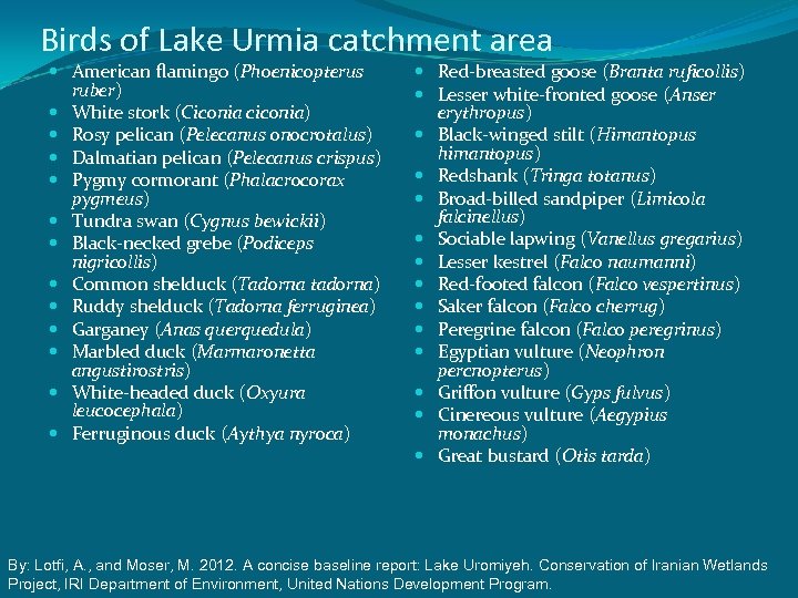 Birds of Lake Urmia catchment area American flamingo (Phoenicopterus ruber) White stork (Ciconia ciconia)