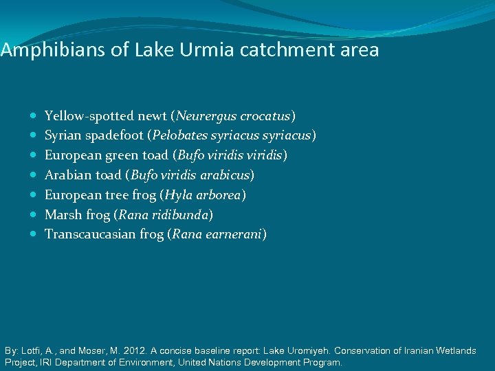 Amphibians of Lake Urmia catchment area Yellow-spotted newt (Neurergus crocatus) Syrian spadefoot (Pelobates syriacus)