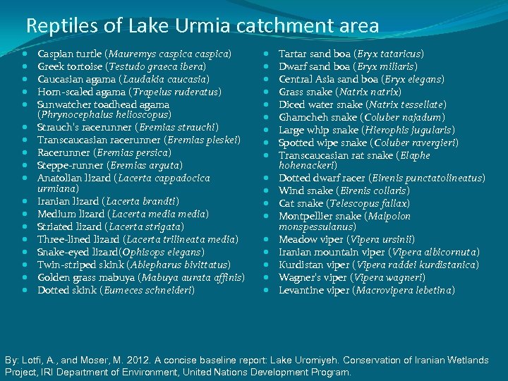 Reptiles of Lake Urmia catchment area Caspian turtle (Mauremys caspica) Greek tortoise (Testudo graeca