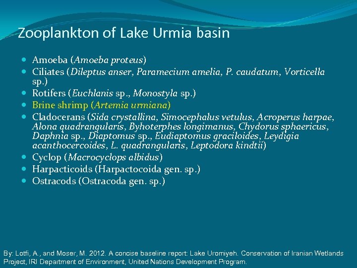 Zooplankton of Lake Urmia basin Amoeba (Amoeba proteus) Ciliates (Dileptus anser, Paramecium amelia, P.