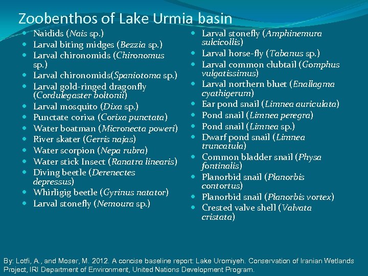 Zoobenthos of Lake Urmia basin Naidids (Nais sp. ) Larval biting midges (Bezzia sp.