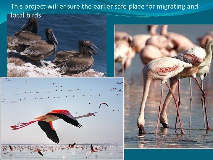 This project will ensure the earlier safe place for migrating and local birds 