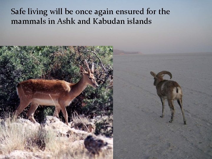 Safe living will be once again ensured for the mammals in Ashk and Kabudan