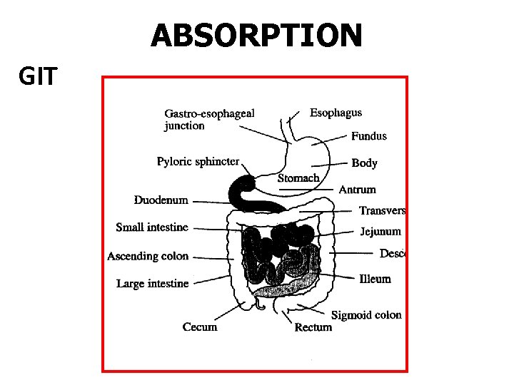 ABSORPTION GIT 2 