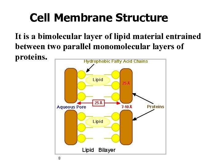 Cell Membrane Structure It is a bimolecular layer of lipid material entrained between two