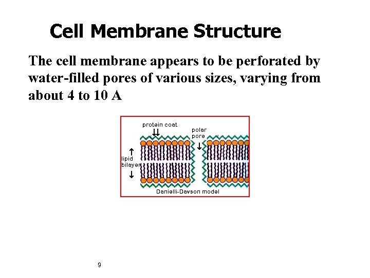 Cell Membrane Structure The cell membrane appears to be perforated by water-filled pores of