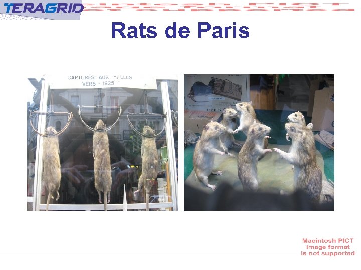 Rats de Paris 