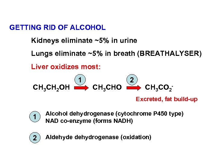 GETTING RID OF ALCOHOL Kidneys eliminate ~5% in urine Lungs eliminate ~5% in breath