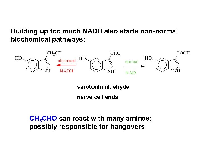 Building up too much NADH also starts non-normal biochemical pathways: serotonin aldehyde nerve cell